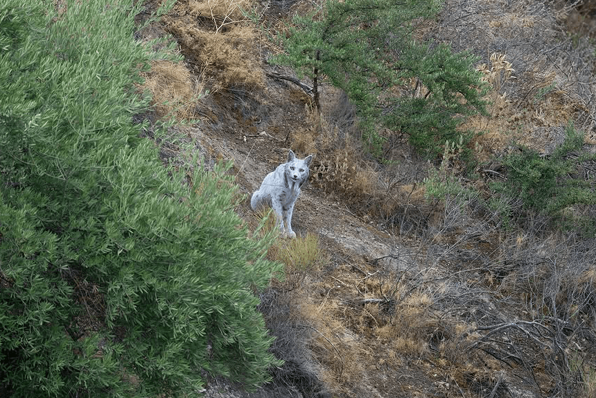 Un lynx ibérique blanc sur un versant rocheux parmi des arbustes verts