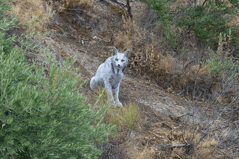 Vue rapprochée du lynx blanc, de ses taches sombres et de ses oreilles pointues