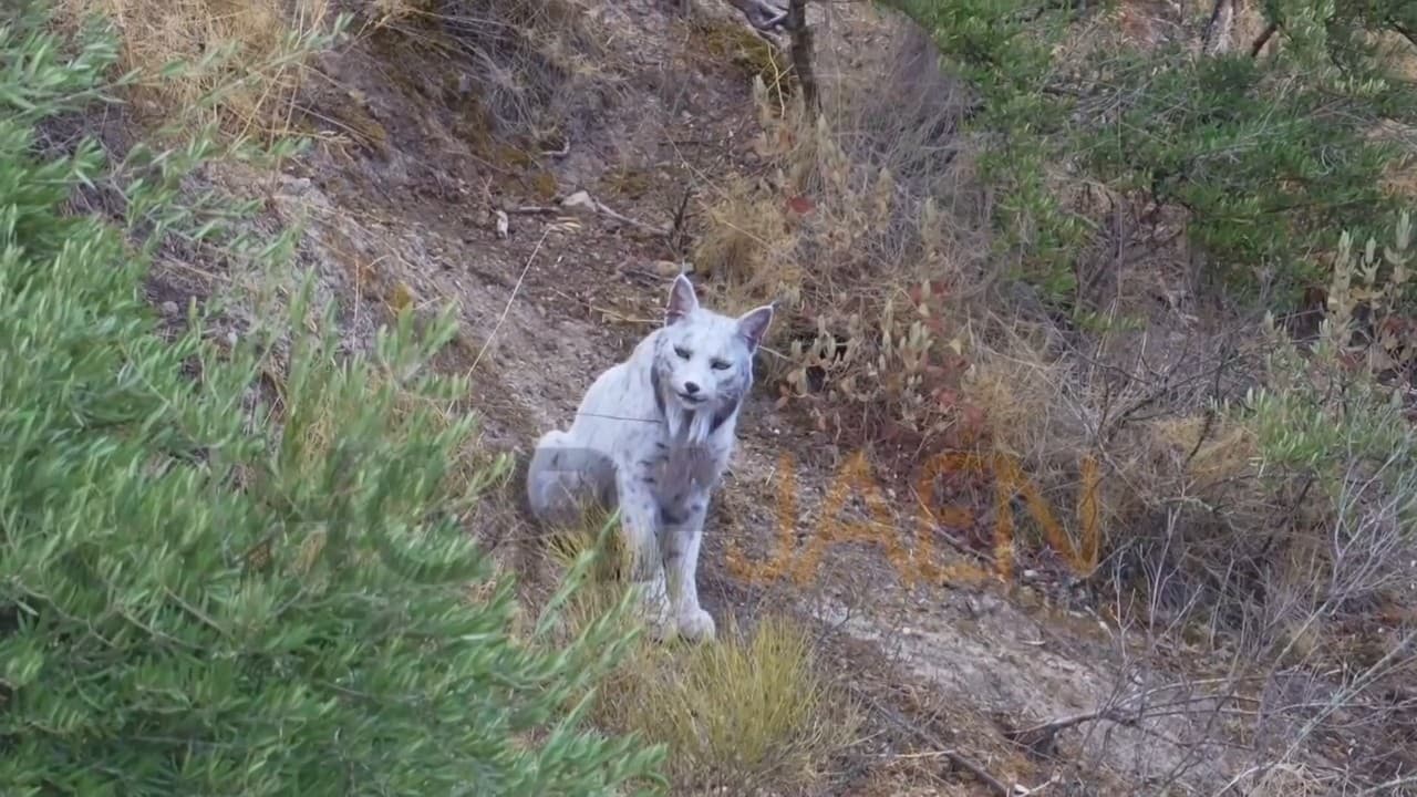 Vidéo: Lynx ibérique blanc